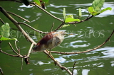 SRI LANKA, Kandy, Kandy Lake, Indian Pond Heron, looking out for fish, SLK3875JPL