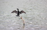 SRI LANKA, Kandy, Kandy Lake, Little Cormorant, cooling with wings spread, SLK3836JPL