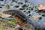 SRI LANKA, Kandy, Kandy Lake, Monitor Lizard (Kabaraya), SLK3627JPL