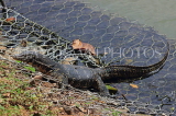 SRI LANKA, Kandy, Kandy Lake, Monitor Lizard (Kabaraya), SLK3629JPL