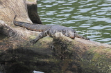 SRI LANKA, Kandy, Kandy Lake, Monitor Lizard (Kabaraya) resting on tree trunk, SLK3790JPL