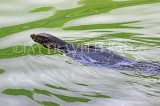SRI LANKA, Kandy, Kandy Lake, Monitor Lizard (Kabaraya) swimming, SLK3950JPL
