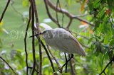 SRI LANKA, Kandy, Kandy Lakeside, Egret perched on tree branch, SLK3832JPL