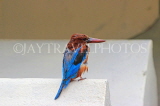 SRI LANKA, Kandy, Kandy Lakeside, White Breasted Kingfisher, SLK3775JPL