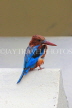 SRI LANKA, Kandy, Kandy Lakeside, White Breasted Kingfisher, SLK3777JPL