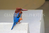 SRI LANKA, Kandy, Kandy Lakeside, White Breasted Kingfisher, SLK3778JPL
