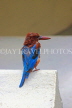 SRI LANKA, Kandy, Kandy Lakeside, White Breasted Kingfisher, SLK3779JPL