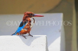 SRI LANKA, Kandy, Kandy Lakeside, White Breasted Kingfisher, SLK3780JPL