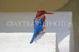 SRI LANKA, Kandy, Kandy Lakeside, White Breasted Kingfisher, SLK3781JPL