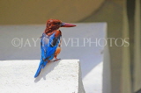 SRI LANKA, Kandy, Kandy Lakeside, White Breasted Kingfisher, SLK3782JPL