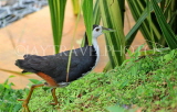 SRI LANKA, Kandy, Kandy Lakeside, White Breasted Water Hen, SLK3876JPL