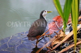 SRI LANKA, Kandy, Kandy Lakeside, White Breasted Water Hen, SLK3877JPL