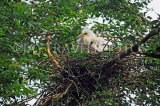 SRI LANKA, Kandy, Kandy lakeside, Egret chicks nesting on tree, SLK4050JPL