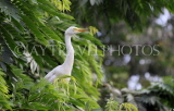 SRI LANKA, Kandy, Kandy lakeside, Great Egret perched on tree, SLK3905JPL
