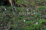 SRI LANKA, Kandy, Kandy lakeside, Great Egrets perched on trees, SLK3903JPL