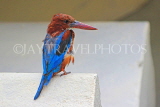 SRI LANKA, Kandy, Kandy lakeside, White Breasted Kingfisher, SLK3776JPL
