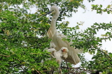 SRI LANKA, Kandy, Kandy lakeside, young Egrets nesting on tree, SLK3899JPL