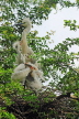 SRI LANKA, Kandy, Kandy lakeside, young Egrets nesting on tree, SLK3900JPL