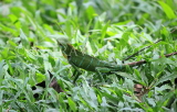 SRI LANKA, Kandy, Katussa, Green Lizard, SLK3633JPL