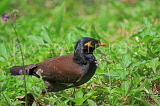 SRI LANKA, Kandy, Minah Bird (Lanka Salalihiniya), SLK4044JPL