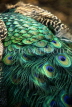 SRI LANKA, Kandy, Peacock, feathers, closeup, SLK2168JPL