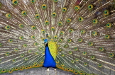 SRI LANKA, Kandy, Peacock displaying plumage, SLK176JPLA