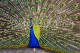 SRI LANKA, Kandy, Peacock displaying plumage, SLK2167JPL