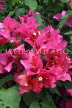 SRI LANKA, Kandy, Peradeniya Botanical Gardens, Bougainvillea flowers, SLK4842JPL