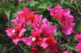 SRI LANKA, Kandy, Peradeniya Botanical Gardens, Bougainvillea flowers, SLK4843JPL