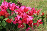 SRI LANKA, Kandy, Peradeniya Botanical Gardens, Bougainvillea flowers, SLK4844JPL