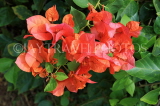 SRI LANKA, Kandy, Peradeniya Botanical Gardens, Bougainvillea flowers, SLK4884JPL