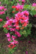 SRI LANKA, Kandy, Peradeniya Botanical Gardens, Bougainvillea flowers, SLK4885JPL