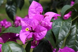 SRI LANKA, Kandy, Peradeniya Botanical Gardens, Bougainvillea flowers, closeup, SLK4886JPL