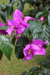 SRI LANKA, Kandy, Peradeniya Botanical Gardens, Bougainvillea flowers, closeup, SLK4887JPL