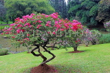 SRI LANKA, Kandy, Peradeniya Botanical Gardens, Bougainvillea tree, SLK4890JPL