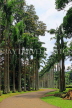 SRI LANKA, Kandy, Peradeniya Botanical Gardens, Cabbage Palm Avenue, SLK4863JPL