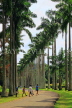 SRI LANKA, Kandy, Peradeniya Botanical Gardens, Cabbage Palm Avenue, SLK4864JPL