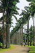 SRI LANKA, Kandy, Peradeniya Botanical Gardens, Cabbage Palm Avenue, SLK4865JPL