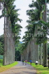 SRI LANKA, Kandy, Peradeniya Botanical Gardens, Cabbage Palm Avenue, SLK4866JPL