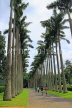 SRI LANKA, Kandy, Peradeniya Botanical Gardens, Cabbage Palm Avenue, SLK4868JPL