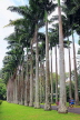 SRI LANKA, Kandy, Peradeniya Botanical Gardens, Cabbage Palm Avenue, SLK4870JPL