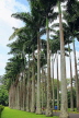 SRI LANKA, Kandy, Peradeniya Botanical Gardens, Cabbage Palm Avenue, SLK9JPL