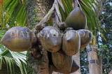 SRI LANKA, Kandy, Peradeniya Botanical Gardens, Coco de Mer (double coconut) Palm, SLK4957JPL