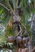 SRI LANKA, Kandy, Peradeniya Botanical Gardens, Coco de Mer (double coconut) Palm, SLK4958JPL