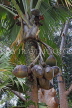 SRI LANKA, Kandy, Peradeniya Botanical Gardens, Coco de Mer (double coconut) Palm, SLK4959JPL
