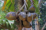 SRI LANKA, Kandy, Peradeniya Botanical Gardens, Coco de Mer (double coconut) Palm, SLK4960JPL
