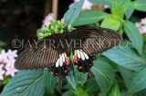 SRI LANKA, Kandy, Peradeniya Botanical Gardens, Common Rose Buterfly, SLK4506JPL