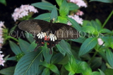 SRI LANKA, Kandy, Peradeniya Botanical Gardens, Common Rose Buterfly, SLK4507JPL