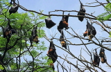 SRI LANKA, Kandy, Peradeniya Botanical Gardens, Fruit Bats, SLK4945JPL