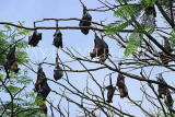 SRI LANKA, Kandy, Peradeniya Botanical Gardens, Fruit Bats, SLK4946JPL